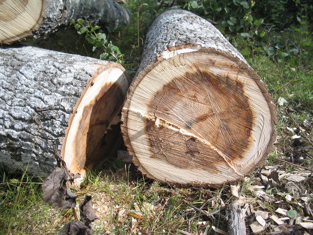 Fällda träd