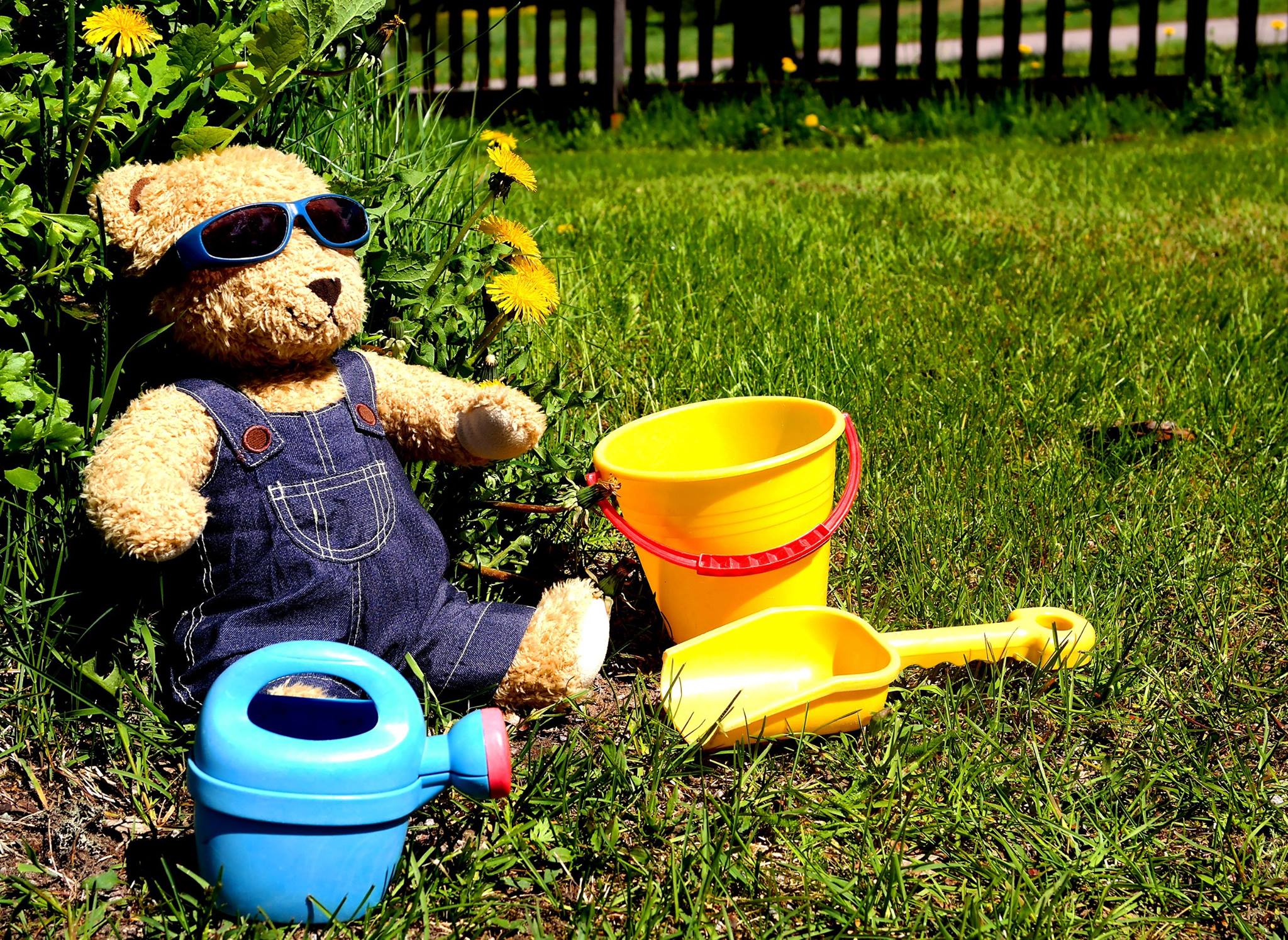 Nalle av solen njuter i gröngräset