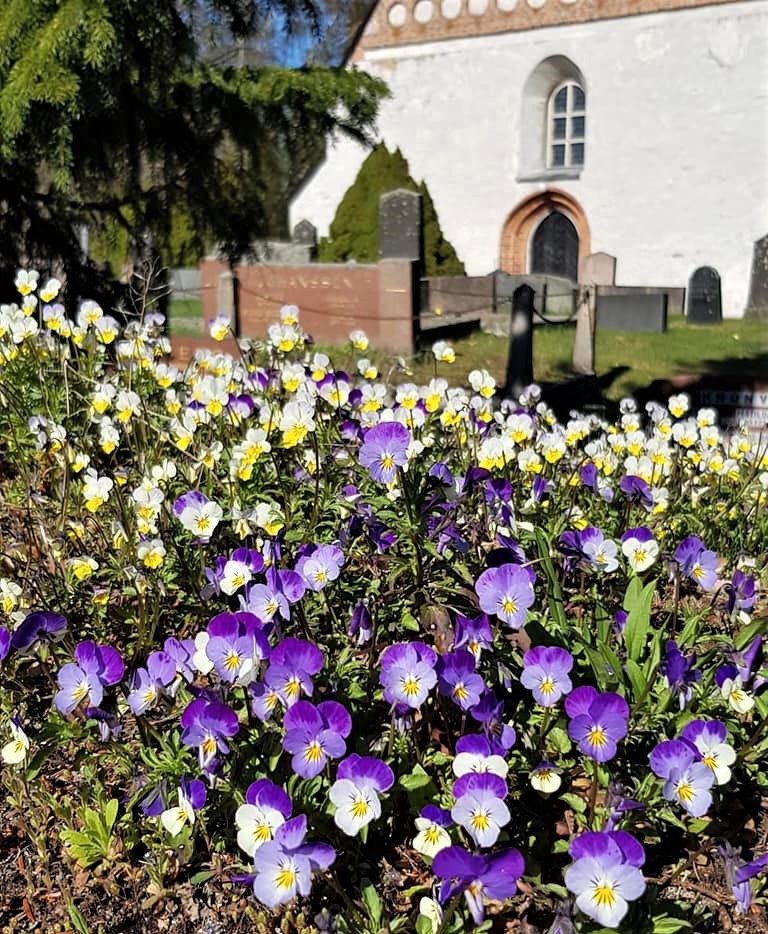 Violer, gravstenar och kyrka