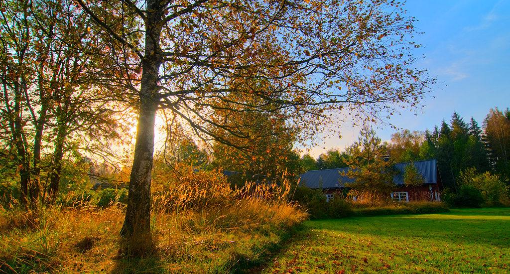 Träd, ång och hus i solsken